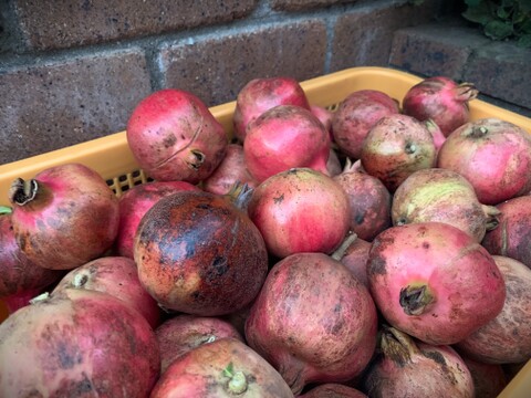 【自然栽培】稀少な国産生ざくろ 3kg以上★農薬・肥料不使用｜ザクロ｜柘榴