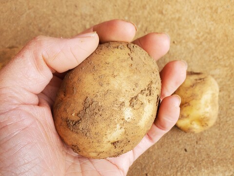 デジマ｜ホクホク旨味が濃い新じゃが 皮ごと食べられる島じゃがいも ４kg