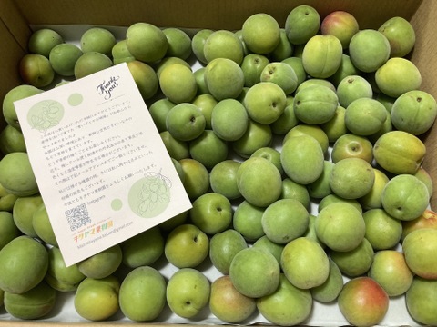 梅酒・梅シロップに最適！ 和歌山県産希少品種 古城梅 （青梅）3kg（L