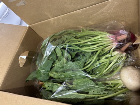 パワフル！季節の野菜《M》セット（農薬・化学肥料不使用）