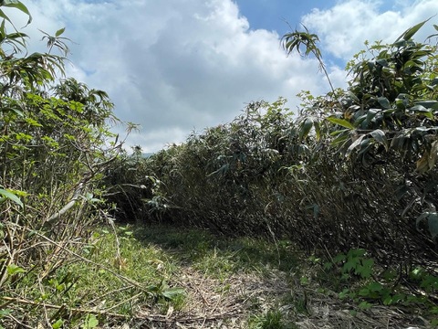 やわらかい食感！月山山麓大地の恵み！ 天然月山筍 １.５ｋｇ