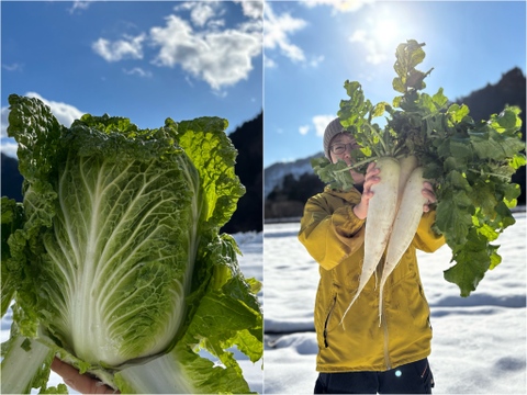 【雪中野菜セット】あまい、雪中白菜・雪中大根。