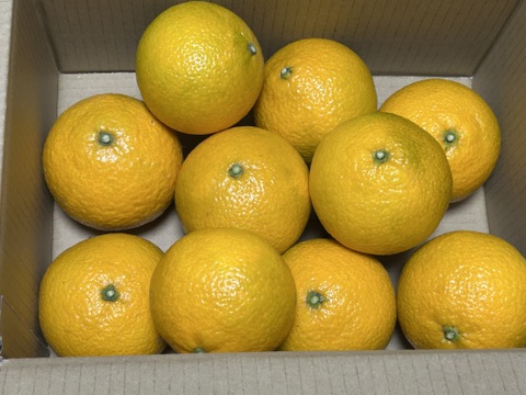 スイートスプリング小玉2kg食べ切りサイズ　格安！！