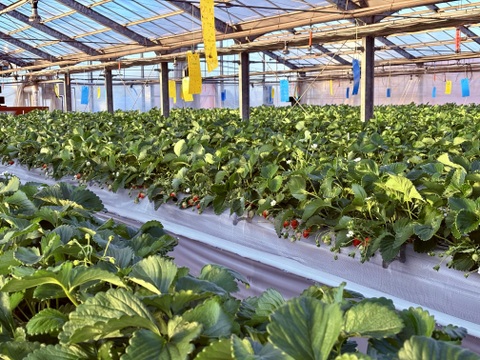 ビタミンCたっぷり！船橋産完熟いちご【おいCベリー】230g×2p