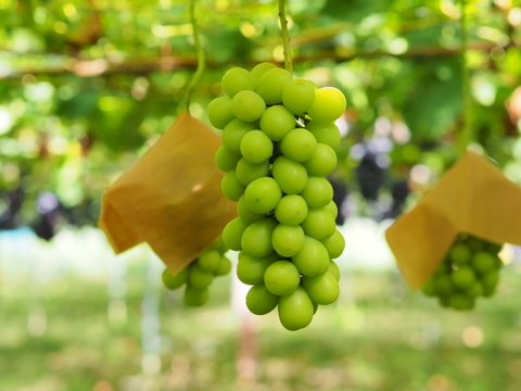 【母の日ギフト】漆山果樹園ワイン750ml×3本セット