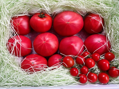 ★平均糖度10.5度！★完熟★名水育ち★究極のフルーツトマト「海部川のしずく」1.4kg(10〜35個)　品種は驚きの桃太郎！