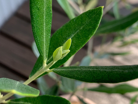 オリーブ 鉢植え 「アスコラーナ」 シンボルツリー 観葉植物