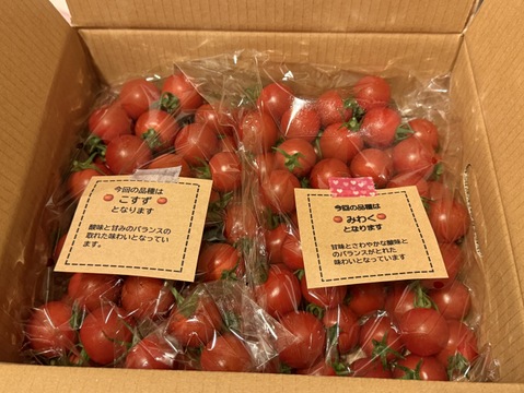 笑顔引き出す！みにとまとの食べ比べ 1.5kg