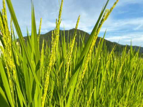 ＼期間限定先行予約・農家直送！／ 丹波篠山の秋のごちそうセット【令和7年新米】（新米2kg＋黒枝豆500g）【数量限定】お米と黒枝豆セット ご家族で 贈り物に お得なセット 売切れ次第終了