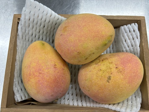 珍しい香り高いマンゴー！ケンジントンプライド（ピーチマンゴー）贈答用