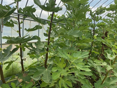 珍しいイチジク詰め合わせ　■バナーネ・ビオレソリエス・姫蓬莱■　600ｇ　甘くておいしい極上の美味しさ　農薬・化学肥料不使用　専用箱でお届けします