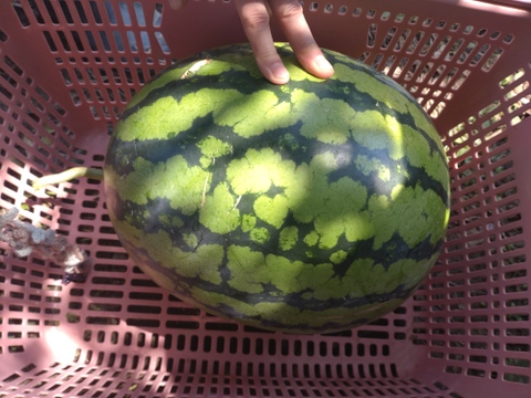 【単品🏣ゆうパック】スイカ🍉俵型☆大玉☆Ｌサイズ☆訳アリ☆農薬、除草剤、化学肥料不使用🏣ゆうパック100サイズ☆一点もの