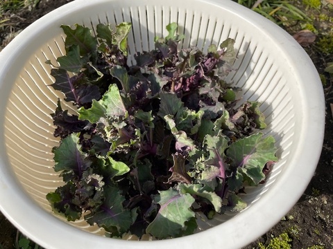 いものこ(旬)増量・黒にんにく＆季節野菜特価セット