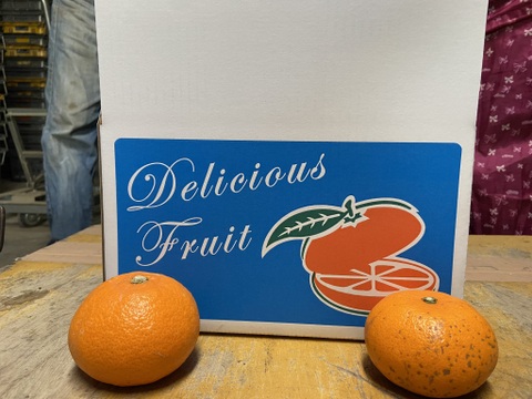 糖度１３度以上！柑橘の王様せとか【家庭用】２．８ｋｇ