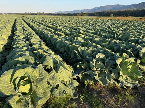 ボリュームたっぷり大玉キャベツ！　２玉入り　約４㎏