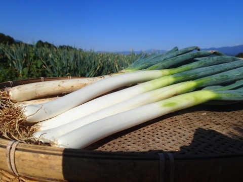 数量限定✅皮むき白ネギ✅極太2Lサイズ【4本増量】24本❗❗4,080円→2,380円✅