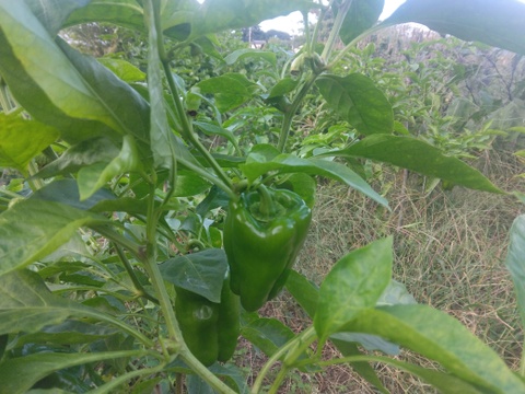 名残の夏野菜＆秋の旬野菜おまかせ6品目　※10月限定