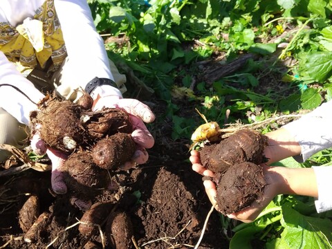 鹿児島よりお届け。採れたて！【訳あり里芋】2ｋｇ