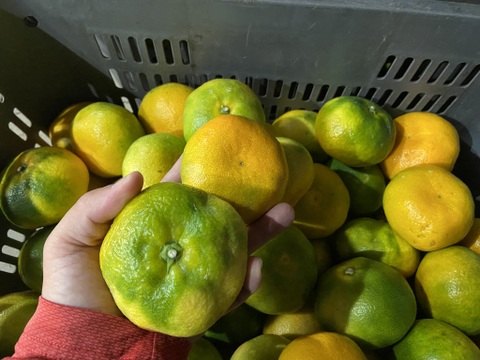 極早生みかんの【おおだま】（３Lサイズ）９．５kg