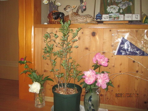 育てて飾って美味しく食べる 母の日ギフト ブルーベリー 鉢植え 受粉樹1鉢 農園お取り寄せ 4年木 長野県産の花 植物 食べチョク 産地直送 産直 お取り寄せ通販 農家 漁師から旬の食材を直送