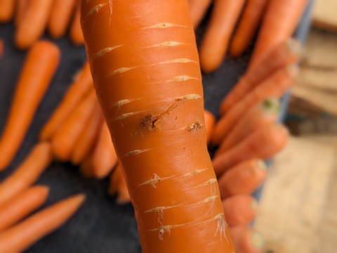 【未来をつくる笑み野菜】🥕🥕訳あり品🥕🥕⚠️皮は剥かないで下さい❗化学農薬・化学肥料不使用 にんじん4kg