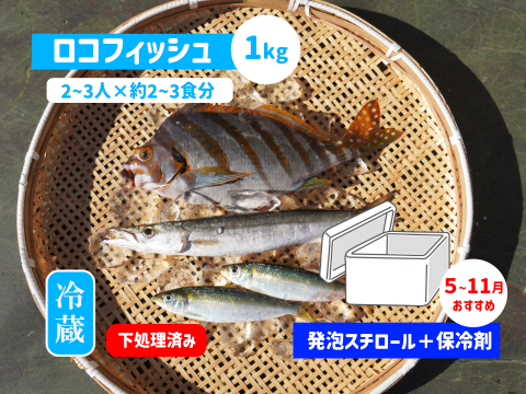 下処理⇒即日発送！ロコフィッシュ鮮魚ボックス1kg【発泡スチロール箱】