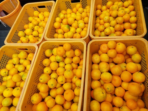 みかん&レモン  セット5kg(箱込)