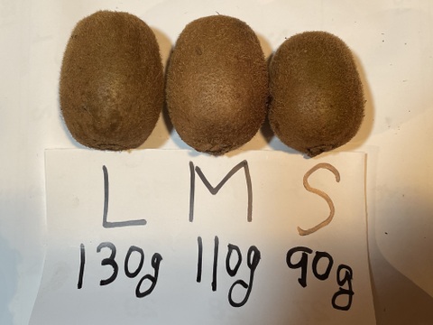 農薬・化学肥料不使用、　熟成で甘みが乗ってきた！グリーンキウイＳサイズ2ｋｇ