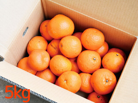 【ご注文受付中】伊予柑(いよかん)【家庭用(訳あり)】10kg 314-4