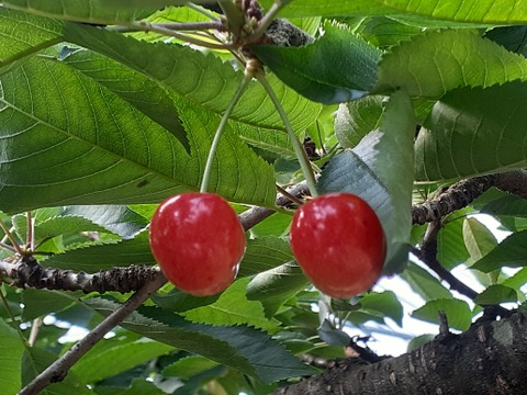 【父の日ギフト】メッセージ付き　さくらんぼ佐藤錦 500ｇ バラ詰 山形県産