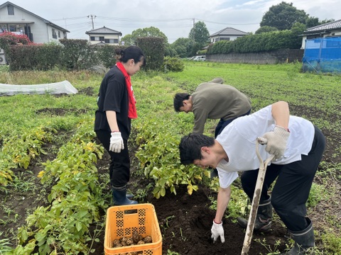 煮物に最適 しっとり！「メークイン」約４キロ