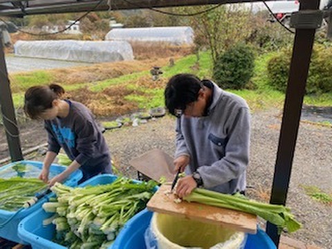 「福島菜　甘酢醤油漬け」450g入り　唐辛子入り1パック・唐辛子なし1パックセット