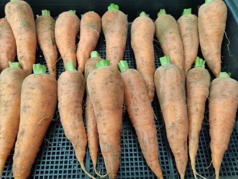 🥔🥕🧅届いたその日からごちそう｜カレー・シチュー野菜セット合計約6kg｜旬のじゃがいも・玉ねぎ・にんじん｜農薬・化成肥料不使用🥔🥕🧅