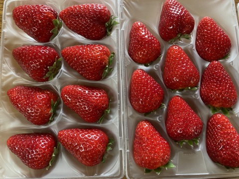 家庭用　訳あり　古都華　奈良県　奈良県　橋本農園　ことか　270g×2パック　いちご　苺　【母の日ギフト】