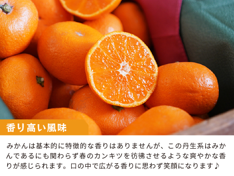蔵出しみかん丹生系10kg｜和歌山県海南市下津町産。晩生みかんの最高級品種