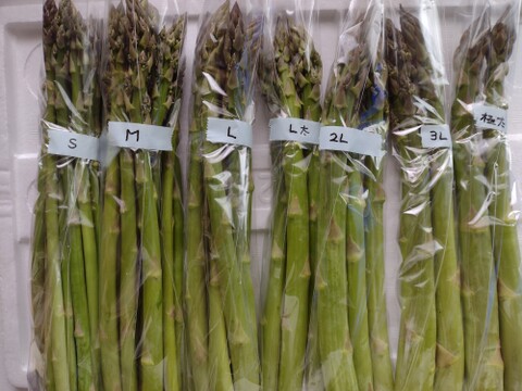 【母の日ギフト】春アスパラ太中細セット1kg（サイズ毎に食べ比べも）