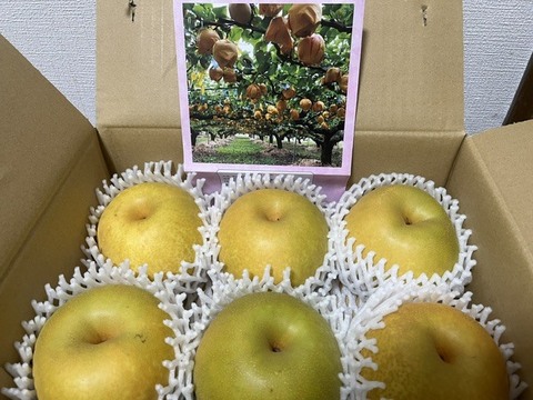 鳥取産 幸水梨（2.5㎏）：鳥取県産の幸水｜食べチョク｜産地直送(産直