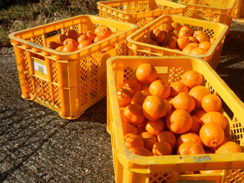 【甘いけど傷もの。訳あって家庭用】びわ屋のポンカン（千々ポンカン）5㎏でお届け