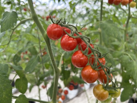 完熟ミニトマト100%ジュース(200mlx3本) 濃厚・甘い・飲みやすい