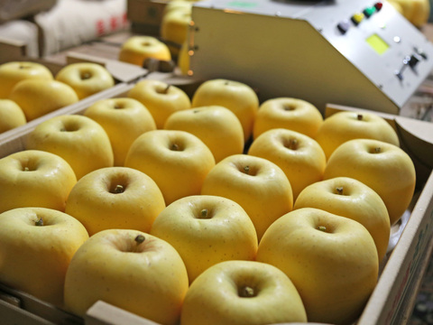 【糖度14度以上】りんご はるか 3kg 約8~10玉 光センサー 糖度検査済み ご自宅用 訳あり 家庭用