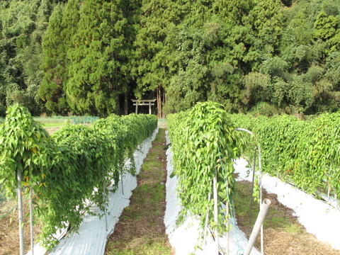 【掘りたてをお届け！】自然薯500g（カットしたものを真空パック）風味粘り格別 鳥取県琴浦町