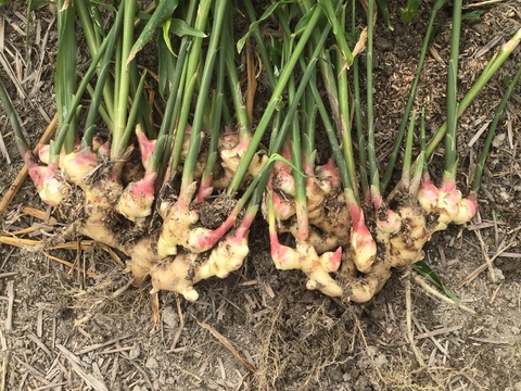 【NHKあさイチで話題】佐賀県産生姜＆米麹使用「熟成蒸し生姜麴パウダー」麹の優しい旨味がプラス！　20ｇ