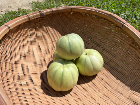 【自然栽培】優しい甘み！徳島県産なりくらマクワウリ 3kg