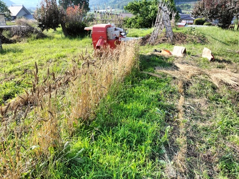 【自然栽培】玄小麦　１．５ｋｇ