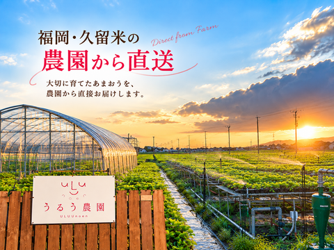 【予約販売 2026年11月下旬～順次発送】うるう農園オリジナル品種 真っ赤な【うるべりー】160g×4パック