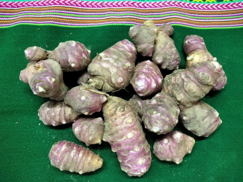 菊芋　きくいも　1.5ｋｇ　パチャママ農園