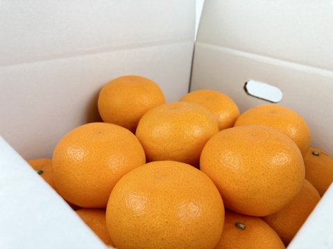 これぞまさに！【柑橘の大トロ👑】果汁溢れる💓ハウスせとか”お得なMサイズ”✨箱込3kg