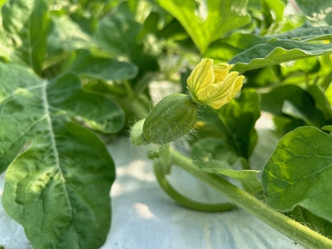 開発20年!? 「種」が新食感!! "蜜感あふれる"『ぷちっと』（1玉：約4人分）【数量限定のため6月5日まで出荷】