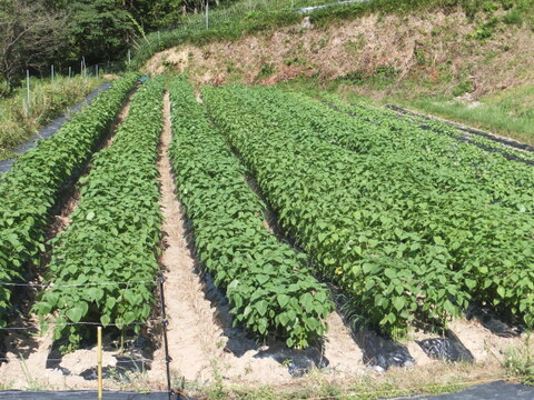 オリーブ農家が作ったえごま油（大分県国東市産）１０５ｇ×2本