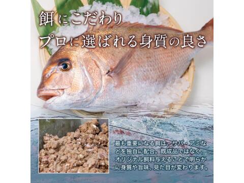 捌いた状態で届く‼真鯛1尾食べ尽くし【3～4人前】※三枚卸し処理済《冷蔵》【単品商品】